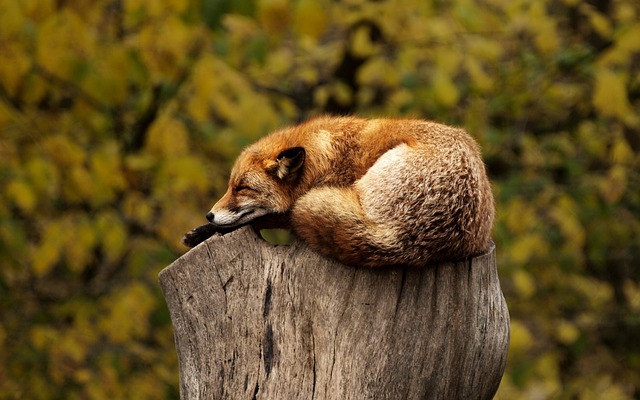 spící liška